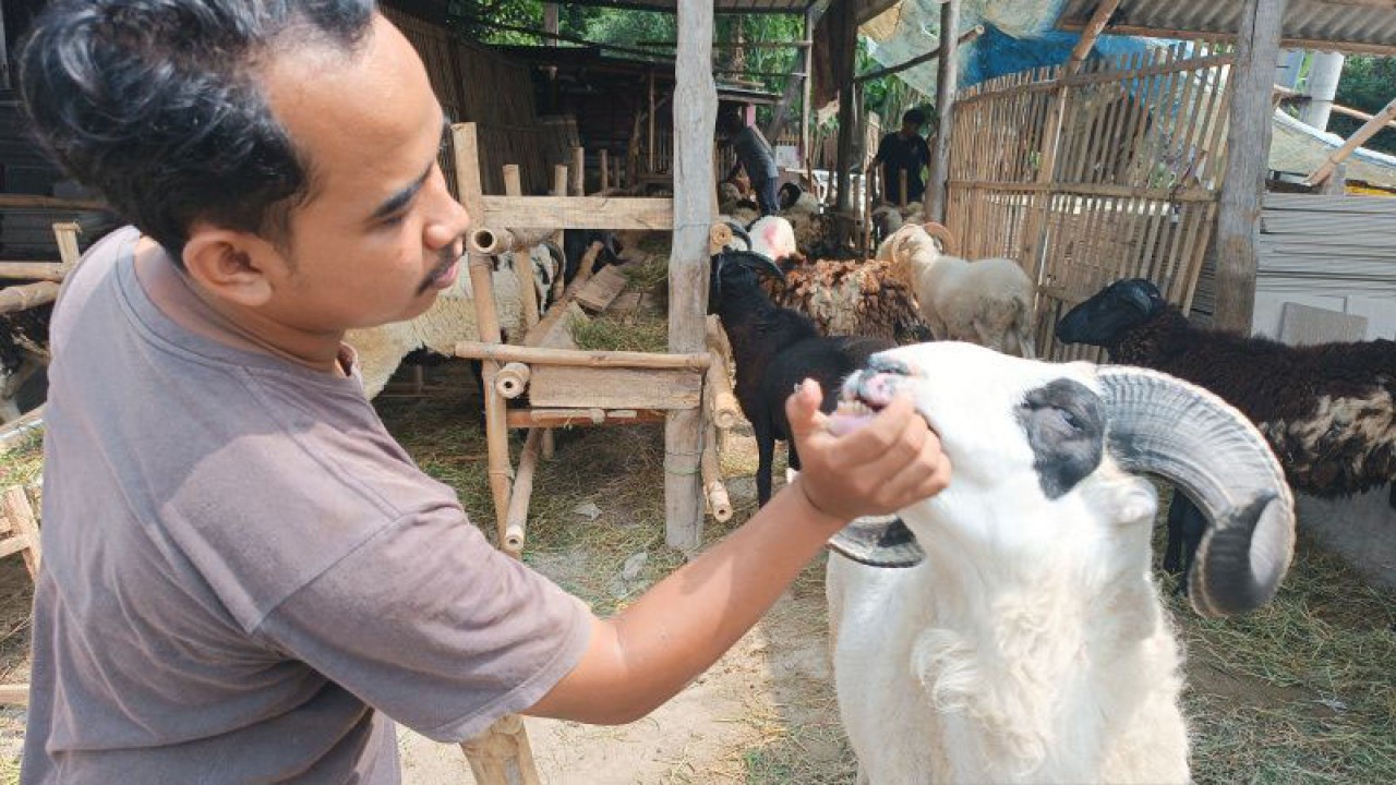 Pedagang memperlihatkan gigi hewan kurban kepada konsumen di Kota Cirebon, Provinsi Jawa Barat, Rabu (14/6/2023). (ANTARA/Khaerul Izan)
