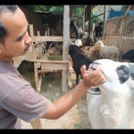Kambing-1686723246