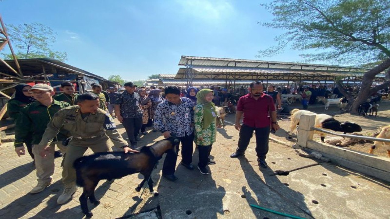 Wakil Bupati Gunungkidul Heri Susanto meninjau arus lalu lintas hewan ternak menjelang Idul Adha, Kamis (22/6). ANTARA/HO-Humas Pemkab Gunungkidul