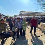 Kambing-1687419064