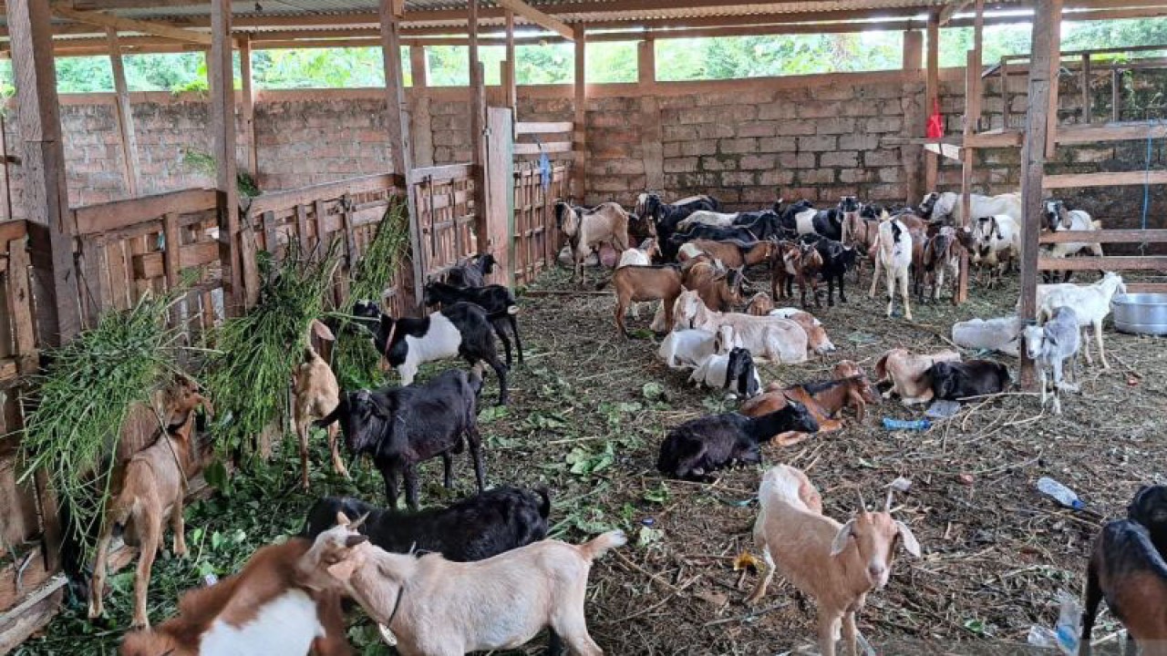 Kambing yang siap untuk dikurbankan pada saat Hari Raya Idul Adha 1444 H/2023 M. (Antara/La Ode Muh Deden Saputra)
