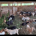 Kambing-1687868093
