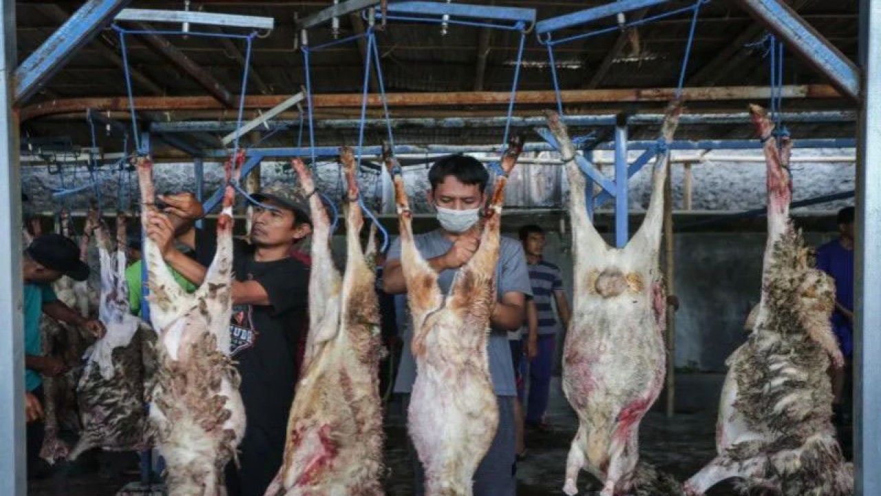 Ilustrasi - Warga Majlis Tafsir Al Quran (MTA) memotong daging kambing kurban saat perayaan Idul Adha 1444 H di MTA cabang Makamhaji, Kartasura, Sukoharjo, Jawa Tengah, Rabu (28/6/2023). ANTARA FOTO/Mohammad Ayudha/aww.