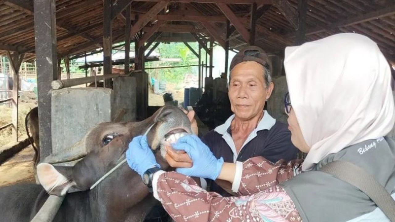 Petugas Dinas Kelautan, Perikanan, dan Peternakan Kabupaten Batang memeriksa kondisi kesehatan hewan ternak sapi di Batang, Jumat (16/6/2023). (ANTARA/Kutnadi)
