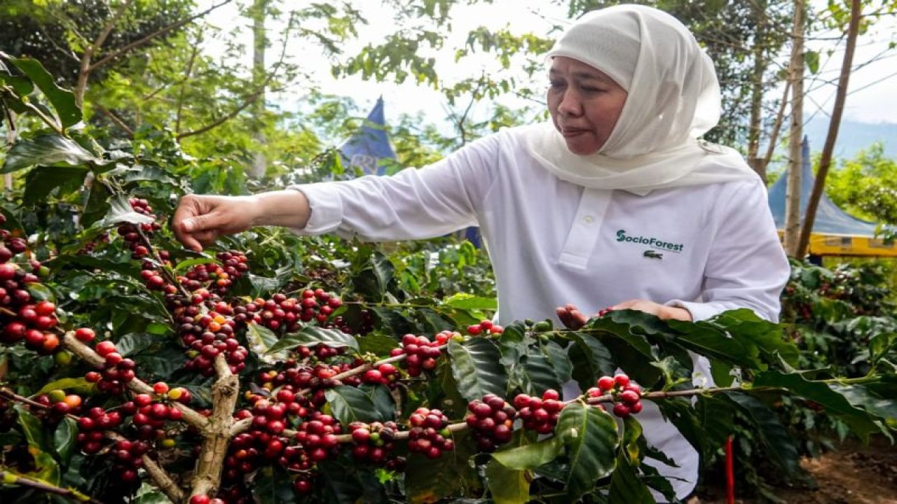Gubernur Jawa Timur Khofifah Indar Parawansa memetik kopi di Kampung Kopi Kluncing, Desa Sukorejo, Kecamatan Sumberwringin, Kabupaten Bondowoso, Jawa Timur. Jumat (16/6/2023) ANTARA/HO-ist