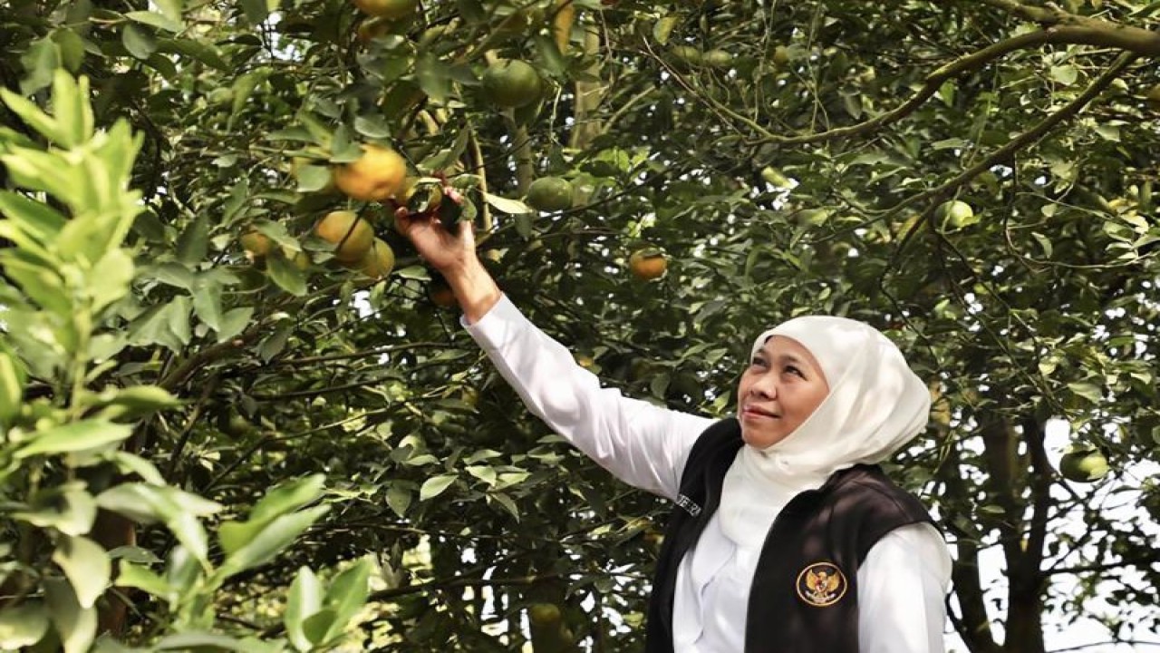 Gubernur Jawa Timur Khofifah Indar Parawansa memetik buah jeruk pada saat berada di Wisata Petik Jeruk 55 di Desa Punten, Kecamatan Bumiaji, Kota Batu, Jawa Timur, Sabtu (17/6/2023). (ANTARA/HO-Biro Adpim Jatim)
