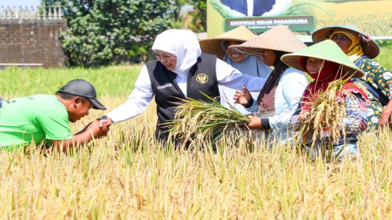 Gubernur Jatim Khofifah Indar Parawansa menyapa para petani saat panen raya di wilayah provinsi setempat. (ANTARA/HO-Biro Adpim Jatim)