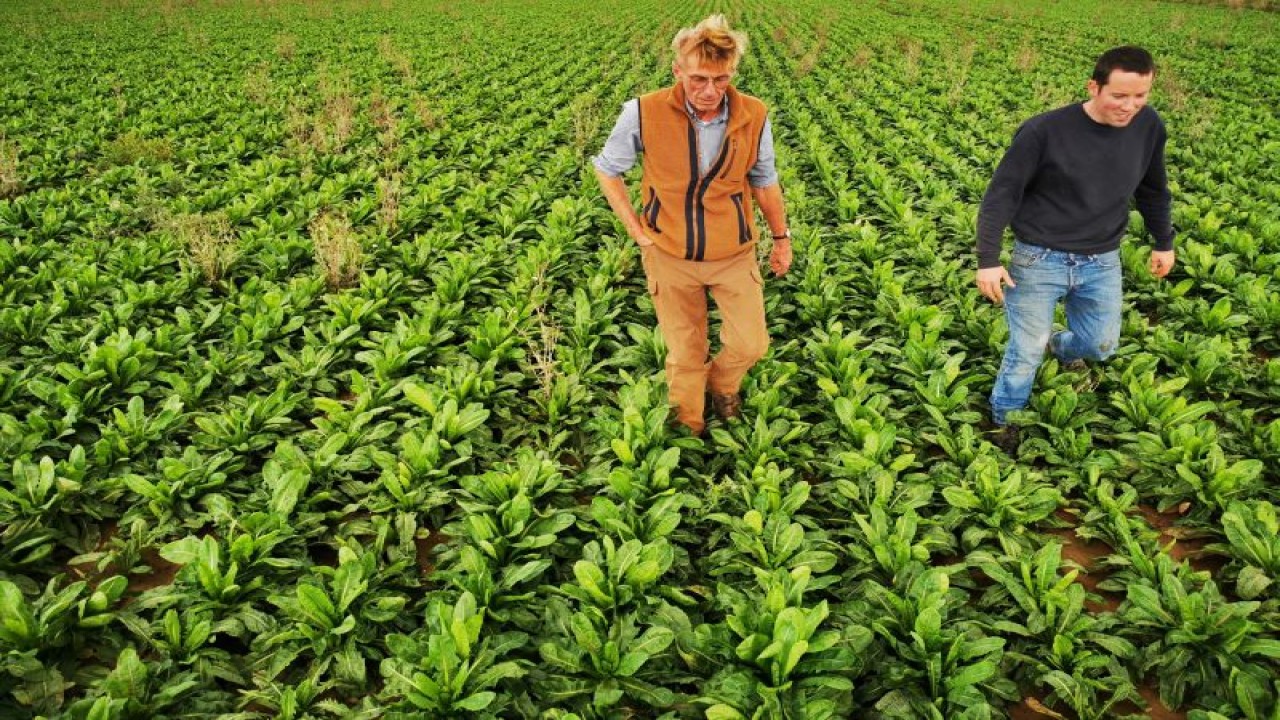 Foto Dokumen: Petani endive Emmanuel Lefebvre dan Christophe Mazingarbe berjalan di ladang tanaman endive di Bouvines, Prancis, 15 September 2022. ANTARA/REUTERS/Ardee Napolitano