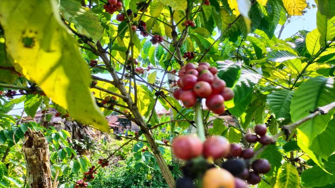 Ilustrasi- Perkebunan kopi di Pesisir Barat, Lampung. (ANTARA/Riadi Gunawan)