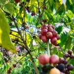 Kopi-1685688872