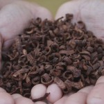 Kopi-1687408493
