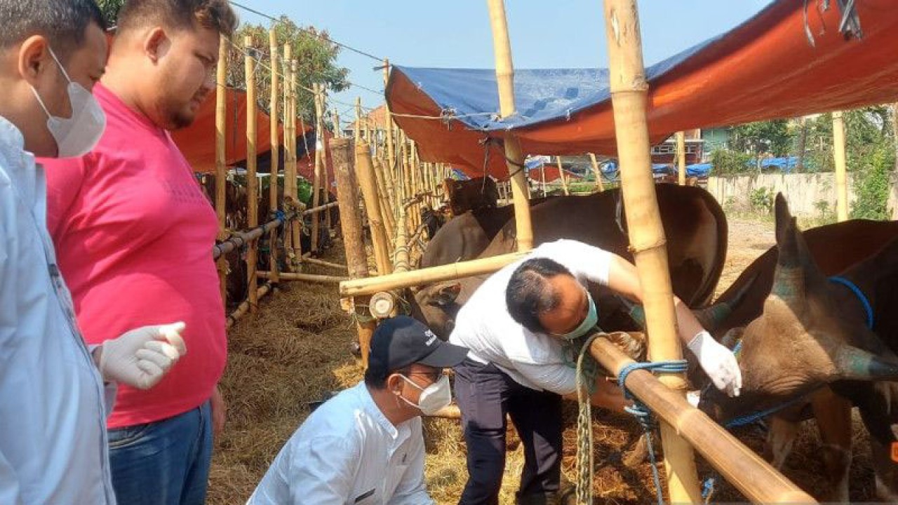 Kepala Suku Dinas Ketahanan Pangan, Kelautan dan Pertanian (KPKP) Jakarta Utara Unang Rustanto (tengah kanan) memeriksa hewan kurban di tempat penampungan hewan di wilayah Koja, Jakarta Utara pada Kamis 22/6/2023). ANTARA/Abdu Faisal