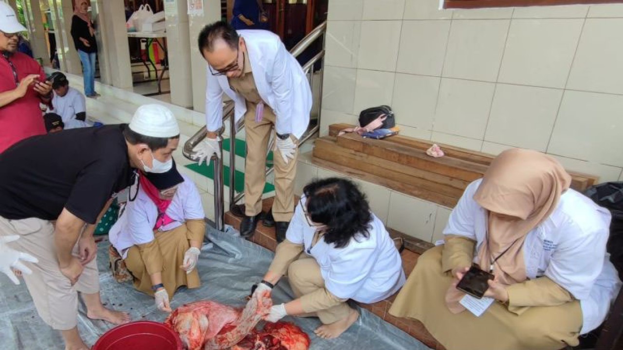 Petugas Suku Dinas Ketahanan Pangan, Kelautan, dan Perikanan (KPKP) Jakarta Timur tengah memeriksa sapi setelah pemotongan atau postmortem di Komplek Taman Buaran Indah, Kecamatan Duren Sawit, Jakarta Timur, Kamis (29/6/2023). ANTARA/Syaiful Hakim