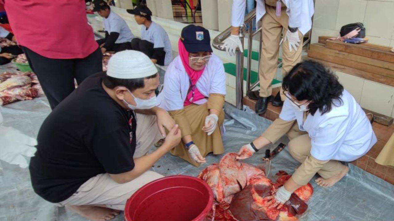 Petugas Suku Dinas Ketahanan Pangan, Kelautan, dan Perikanan (KPKP) Jakarta Timur tengah memeriksa sapi setelah pemotongan (post mortem) di Komplek Taman Buaran Indah, Duren Sawit, Jakarta Timur, Kamis (29/6/2023). ANTARA/Syaiful Hakim