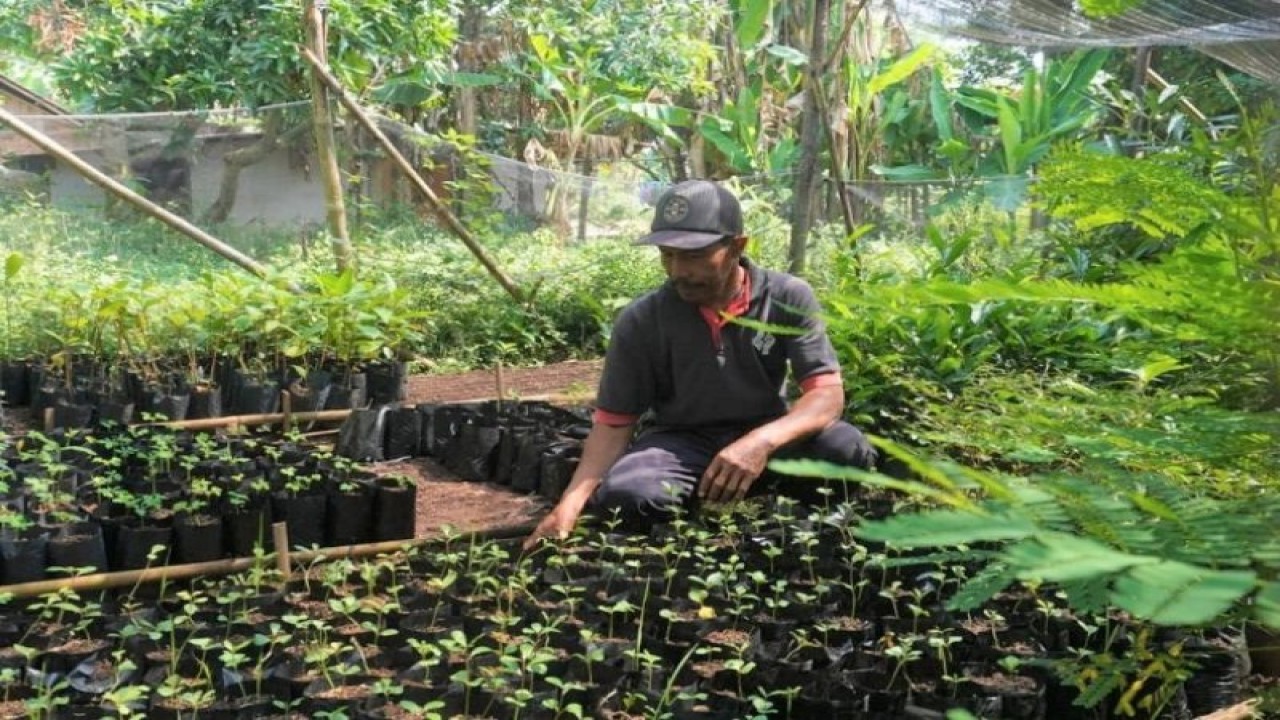 Seorang pekerja Kelompok Usaha Bersama (KUB) Setya Sejahtera Ponowareng, Kabupaten Batang, Jateng sedang menunjukkan tempat persemaian bibit tanaman. ANTARA/HO-Humas Kabupaten Batang