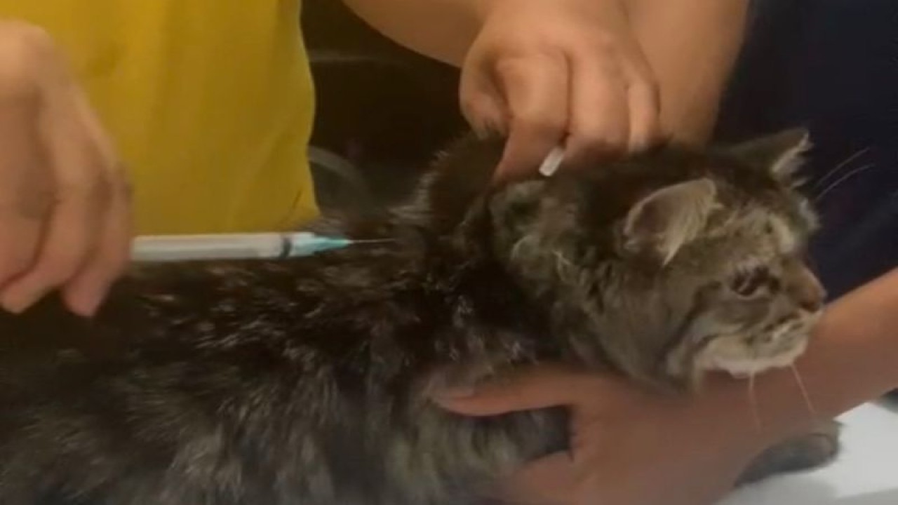 Pemberian vaksin rabies untuk hewan penular rabies di Palembang, Rabu (28/6/2023). (ANTARA/Ahmad Rafli Baiduri)