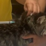 Kucing-1687956489