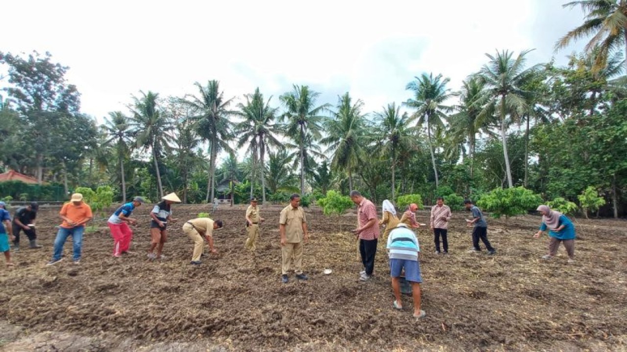 Penanaman perdana Koro Pedang di Tawangsari, Kabupaten Kulon Progo. (ANTARA/HO-Dokumen Dinas Pertanian dan Pangan Kulon Progo)