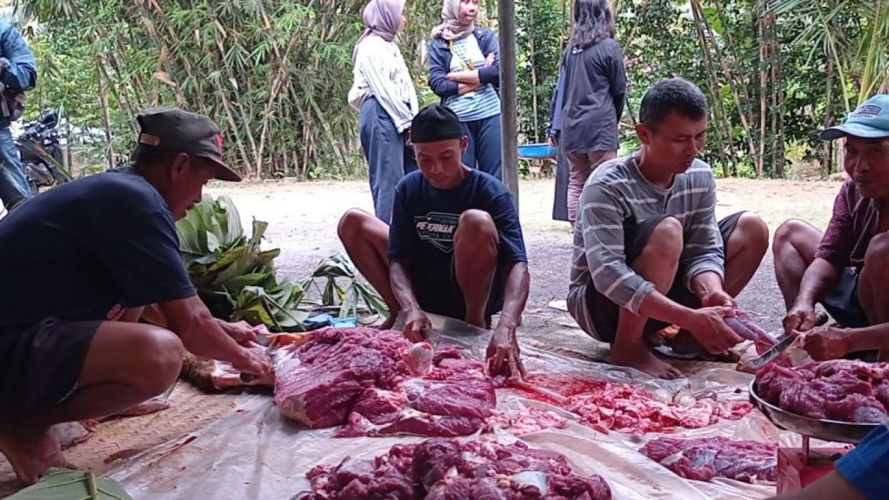 Penyembelihan hewan kurban di Kulon Progo. (ANTARA/HO-Dokumen Istimewa)
