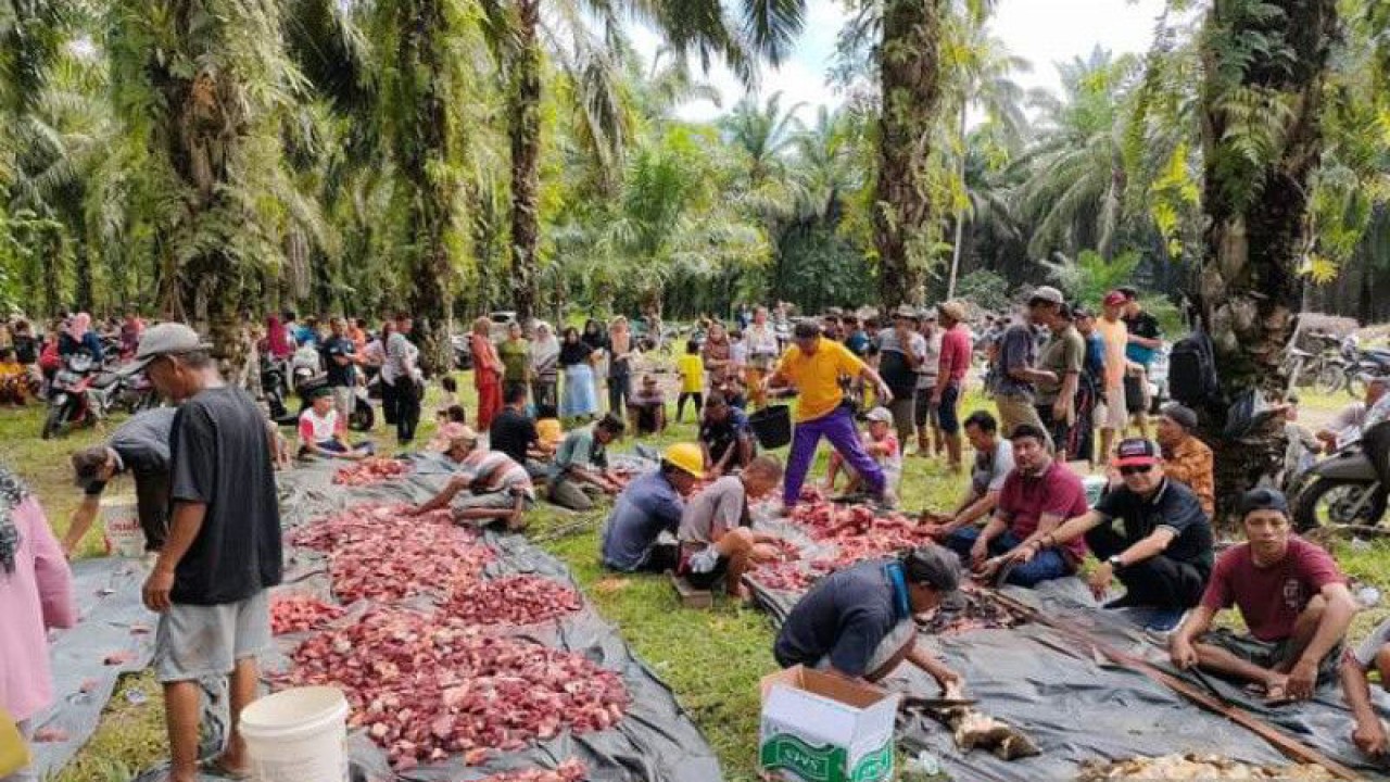 Suasana pemotongan hewan kurban di Kecamatan Air Dikit, Kabupaten Mukomuko, Rabu (28/6/2023). ANTARA/HO-Istimewa.