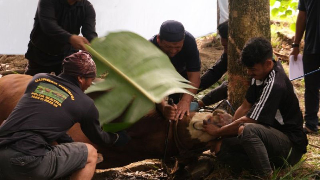 Penyembelihan hewan kurban di Mapolda Sultra, di Kendari, Kamis (29/6/2023). ANTARA/Harianto
