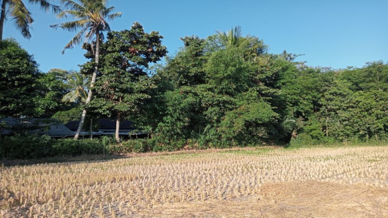Lahan sawah tanaman padi yang telah dipanen dalam kondisi kering di Lombok Tengah, Nusa Tenggara Barat (ANTARA/Akhyar)