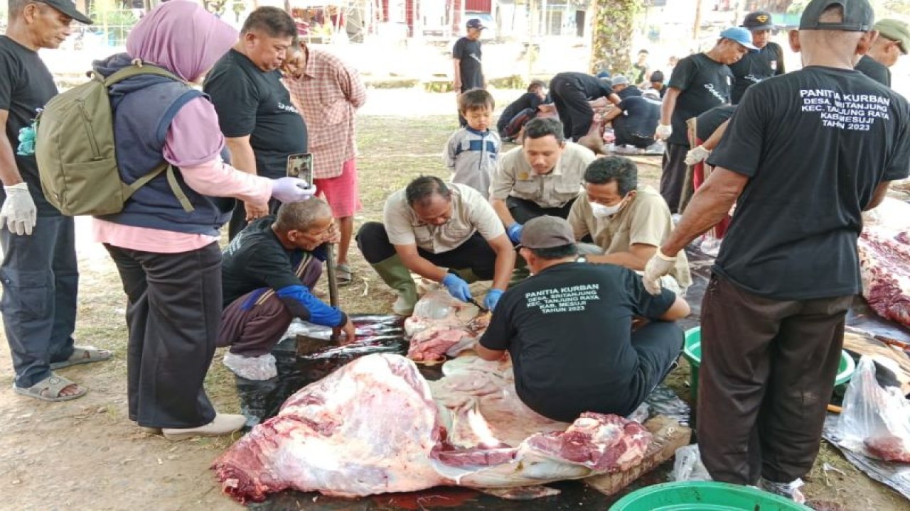Panitia kurban Desa Sritanjung, Kabupaten Mesuji, Provinsi Lampung sedang memotong daging sapi kurban bantuan dari Presiden Joko Widodo, Kamis (29/6/2023). ANTARA/HO-Dokumentasi pribadi