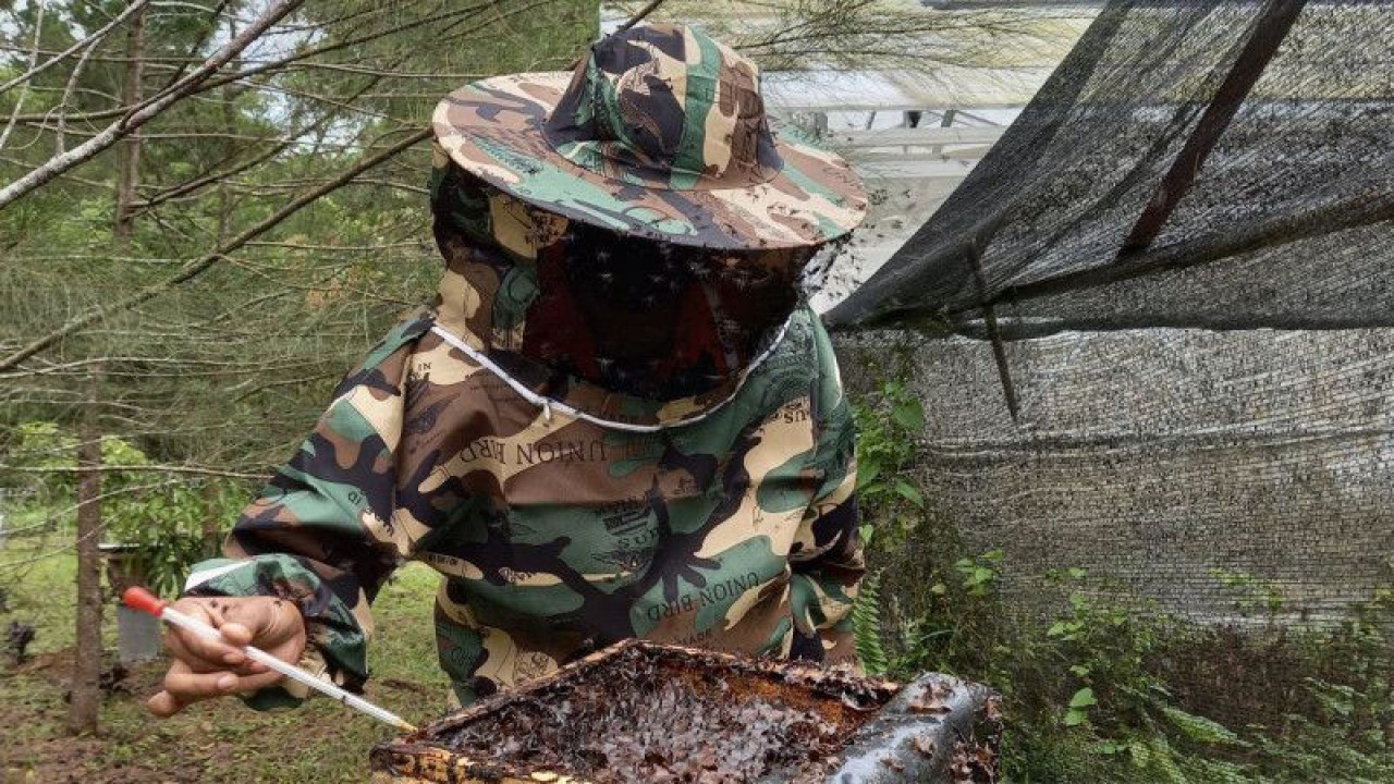 Karyawan PT Semen Baturaja Tbk sedang melakukan proses panen madu trigona di area green house lahan reklamasi pascatambang Pabrik Baturaja, Desa Pusar, Kecamatan Baturaja Barat, Kabupaten Ogan Komering Ulu, Provinsi Sumatra Selatan. ANTARA/HO-SIG