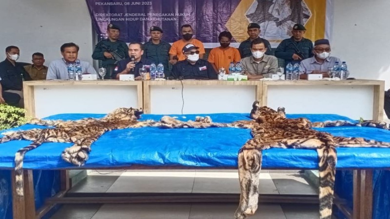 Supriadi penyidik kementerian Lingkungan Hidup dan Kehutanan di kantor Gakkum LHK di Pekanbaru, Kamis (8/6/2023). ANTARA/HO-Humas Gakkum LHK.