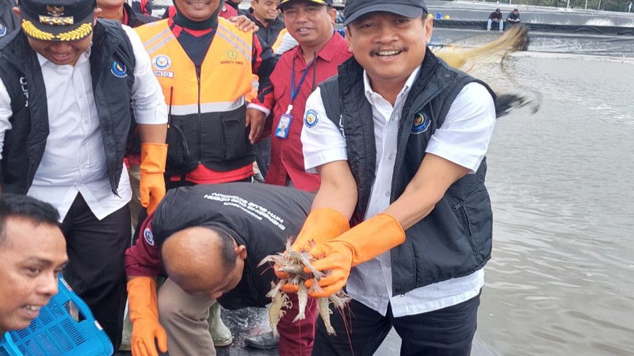 Menteri Kelautan dan Perikanan Sakti Wahyu Trenggono saat memanen udang vaname di tambak budidaya udang berbasis kawasan (BUBK) Kebumen, Selasa (6/6/2023). ANTARA/ (Sinta Ambarwati)