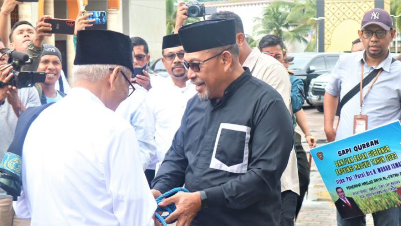 Gubernur Maluku Murad Ismail menyalurkan hewan kurban untuk dibagikan ke masjid-masjid di Pulau Ambon dan sekitarnya, Rabu (28/06/2023). (Antara/DedyAzis)