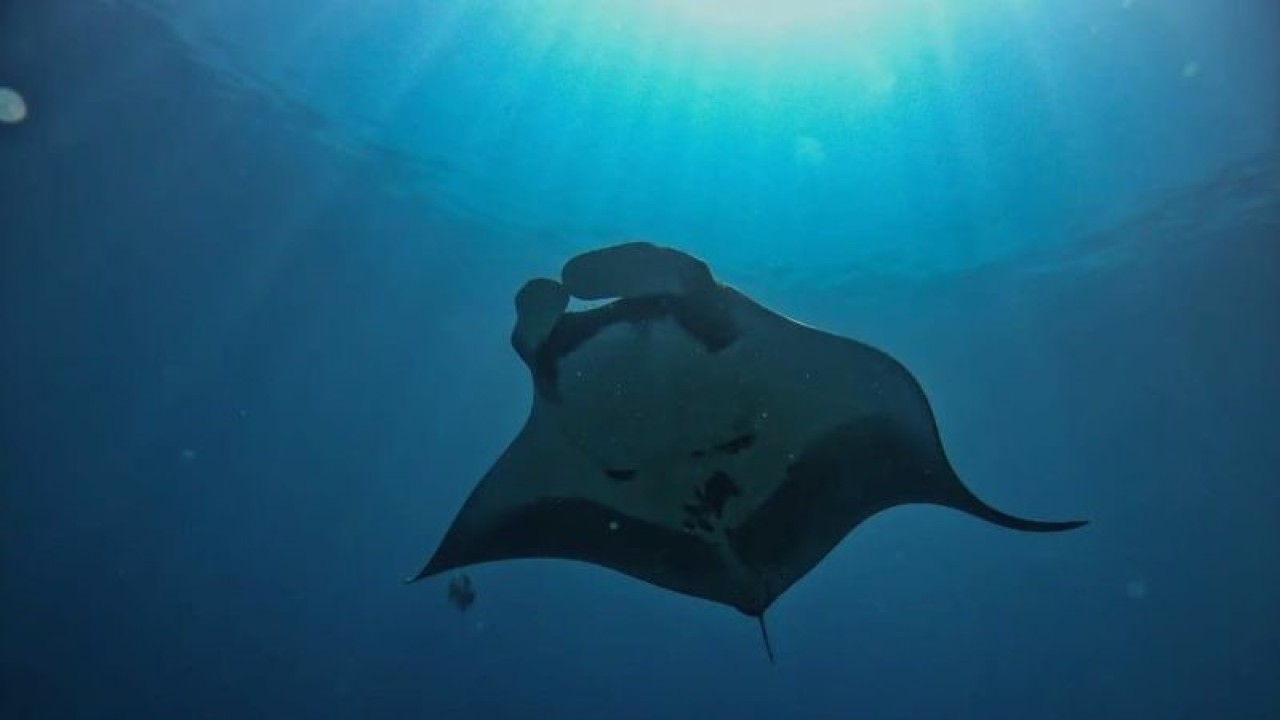Nampak aktivitas Pari manta di kawasan konservasi perairan Kabupaten Raja Ampat, Provinsi Papua Barat. (Antara/ Ernes Broning Kakisina)