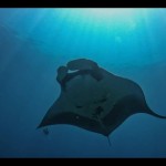 Nampak aktivitas Pari manta di kawasan konservasi perairan Kabupaten Raja Ampat, Provinsi Papua Barat. (Antara/ Ernes Broning Kakisina)-1686213773