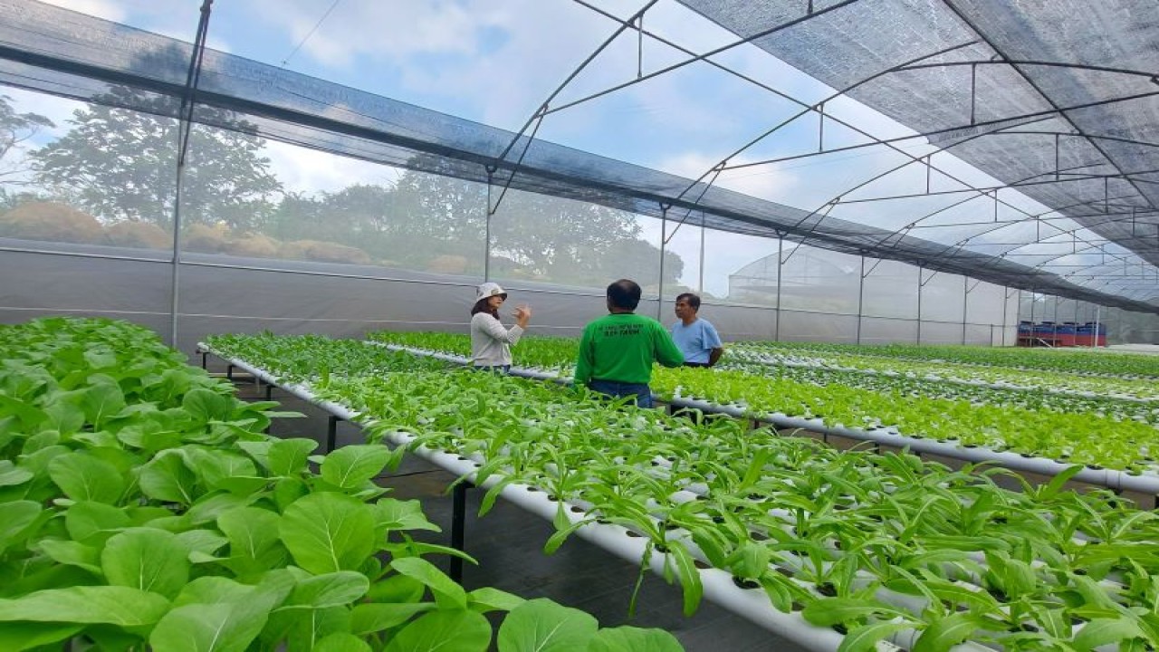 CEO 77Mart Drucella Dyahati saat meninjau kebun sayur organik binaannya. (ANTARA/77Mart)