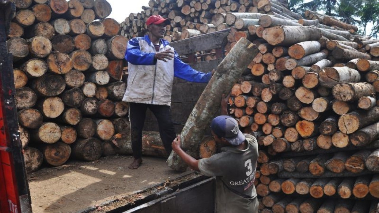 Pekerja menata potongan kayu Sengon atau Albasia di depo penampungan kayu Desa Kalibanger, Gemawang, Temanggung, Jawa Tengah, jumat (4/1/2019). Kayu Sengon yang telah dipotong kemudian dijual ke pabrik kayu lapis dengan harga Rp300 ribu - Rp950 ribu per meter kubik tergantung kualitas dan ukuran kayu. ANTARA FOTO/Anis Efizudin/pd