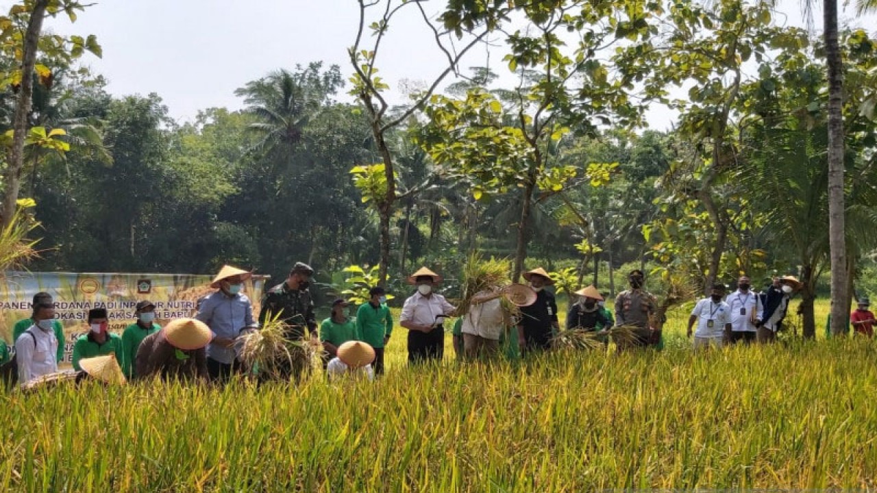 Panen padi di lahan cetak baru di Kecamatan Pengasih, Kulon Progo, DIY. ANTARA/Sutarmi