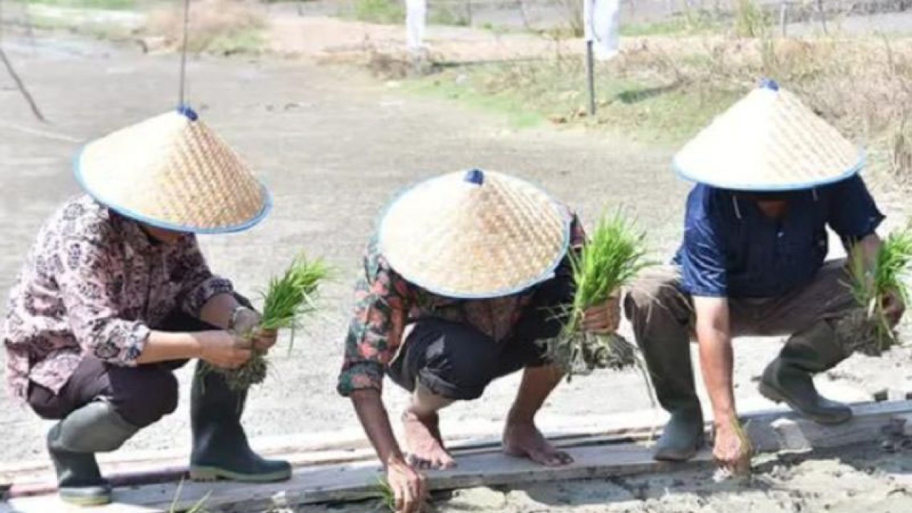 Penanaman padi di Kabupaten Batanghari, Jambi.(ANTARA/HO/Ki)