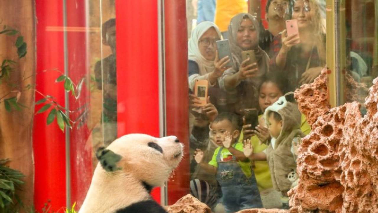 Wisatawan melihat satwa panda di Taman Safari, Cisarua Kabupaten Bogor, Jawa Barat. (ANTARA/HO-Humas Taman Safari Indonesia)