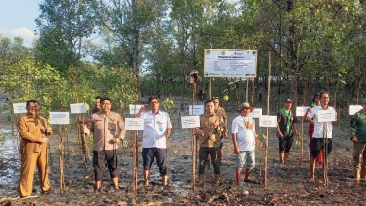 PT Timah Tbk bersama Forum Perduli Kesejahteraan Lingkungan (FPKL), Dinas Lingkungan Hidup Kabupaten Karimun, LAM Karimun, Akar Bhumi Indonesia serta Kementerian Lingkungan Hidup dan Kehutanan tanam 1.000 mangrove di Pantai Ambat Kaya. ANTARA/ HO-Humas PT Timah