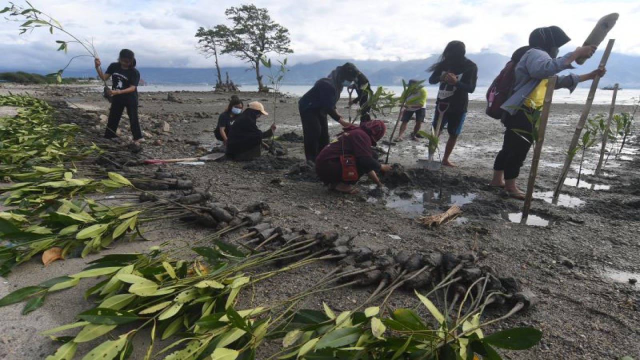Peserta menanam bibit mangrove di Pesisir Teluk Palu di Palu, Sulawesi Tengah, Sabtu (6/7/2022). ANTARA FOTO/Mohamad Hamzah/foc.