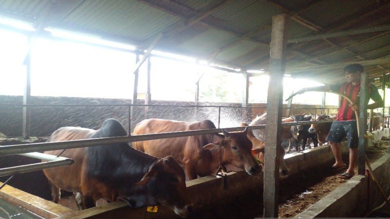 Pekerja memandikan sapi di Medan, Sumatera Utara. (ANTARA/M Sahbainy Nasution)