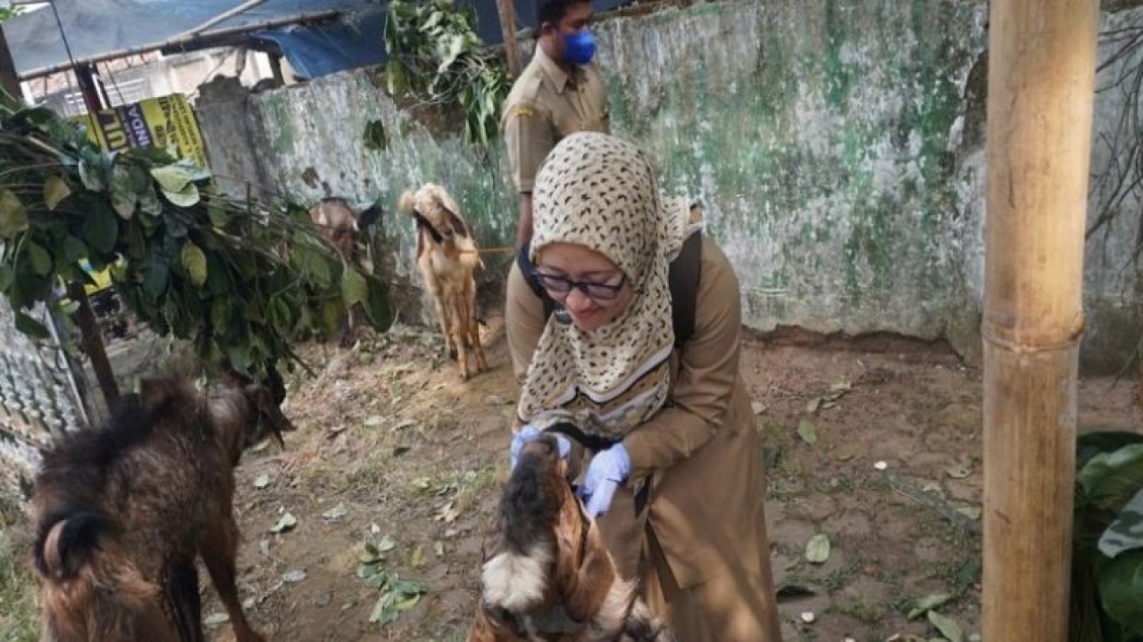 Petugas Dinas Kelautan, Perikanan, dan Peternakan Kabupaten Batang sedang memeriksa kesehatan hewan kurban, Selasa (27/6/2023). (ANTARA/Kutnadi)