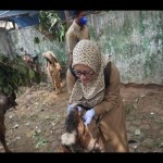 Pemkab Batang temukan penjualan hewan kurban belum cukup umur-1687937801