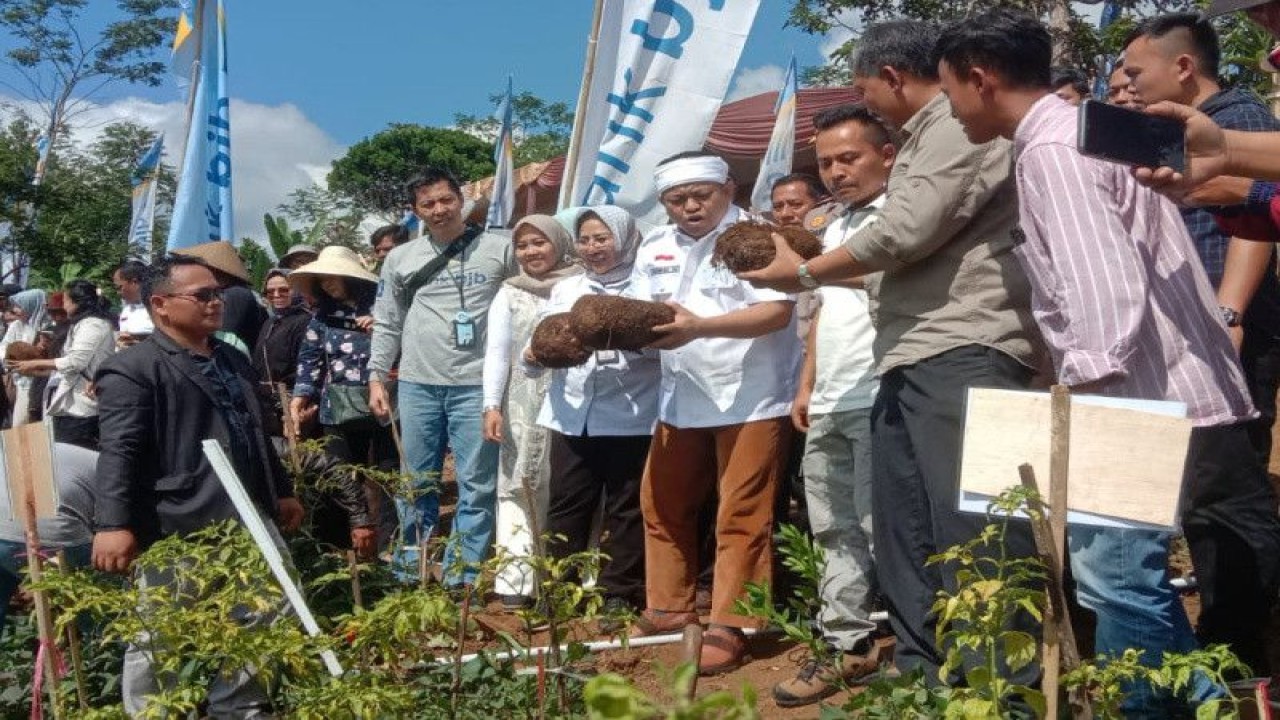 Tokoh masyarakat dan petani menunjukkan hasil panen porang di Kecamatan Singajaya, Kabupaten Garut, Jawa Barat, beberapa waktu lalu. ANTARA/Dokumentasi pribadi