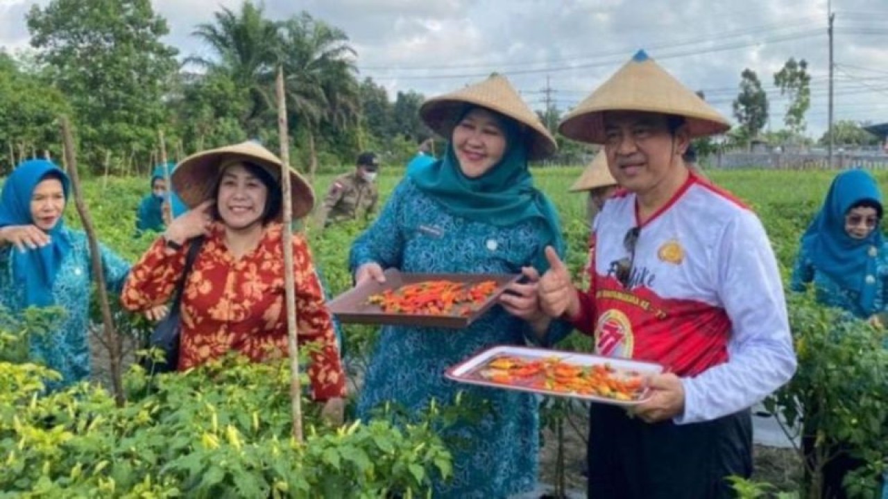 Pj Bupati Kobar Budi Santosa bersama ketua TP PKK Kobar saat melakukan panen cabai di Kebun Percontohan TP PKK Kabupaten Kobar. (ANTARA/ HO-Pemkab Kobar)