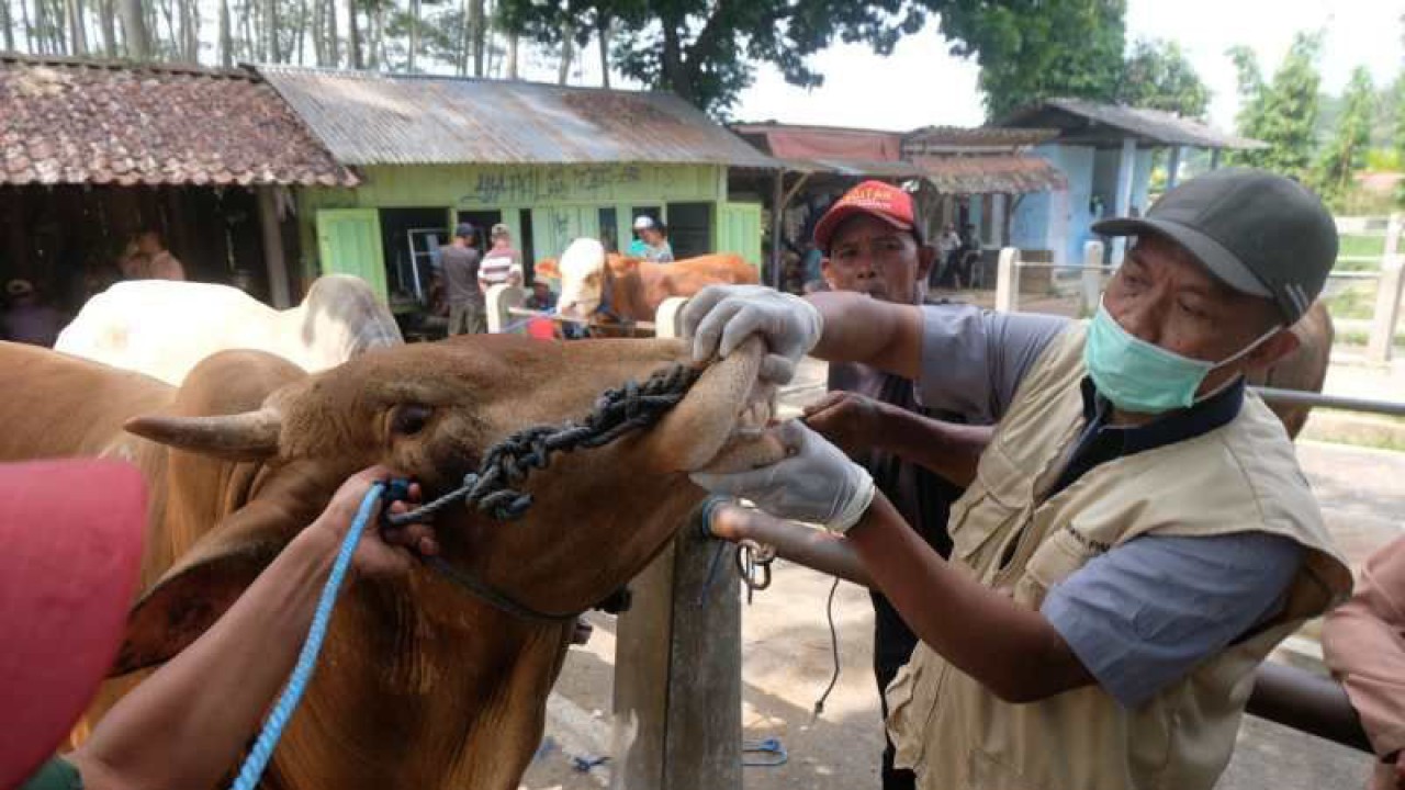 Petugas Dispeterikan Pemkab Magelang memeriksa seekor sapi di Pasar Hewan Grabag. ANTARA/Anis Efizudin