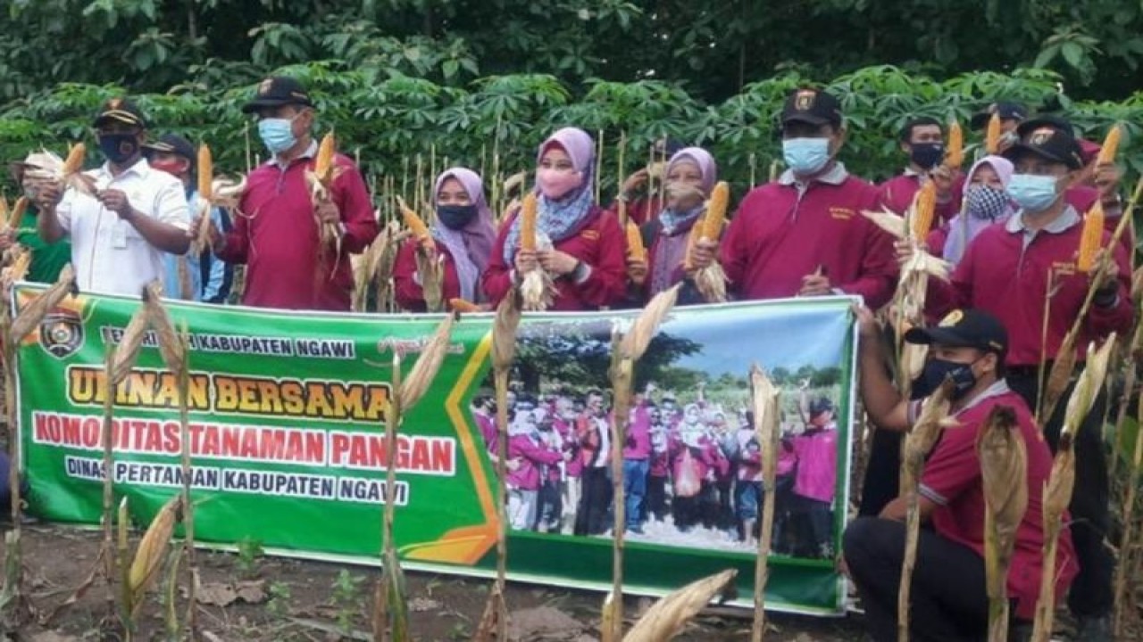 Ilustrasi - Kegiatan panen raya jagung bersama Lembaga Masyarakat Desa Hutan (LMDH) Rukun Makmur Desa di kawasan hutan petak 133a wilayah Resort Pemangkuan Hutan (RPH) Teguhan Bagian Kesatuan Pemangkuan Hutan (BKPH) Rejuno, KPH Saradan bersama Dinas Pertanian Kabupaten Ngawi. ANTARA/HO-Perhutani