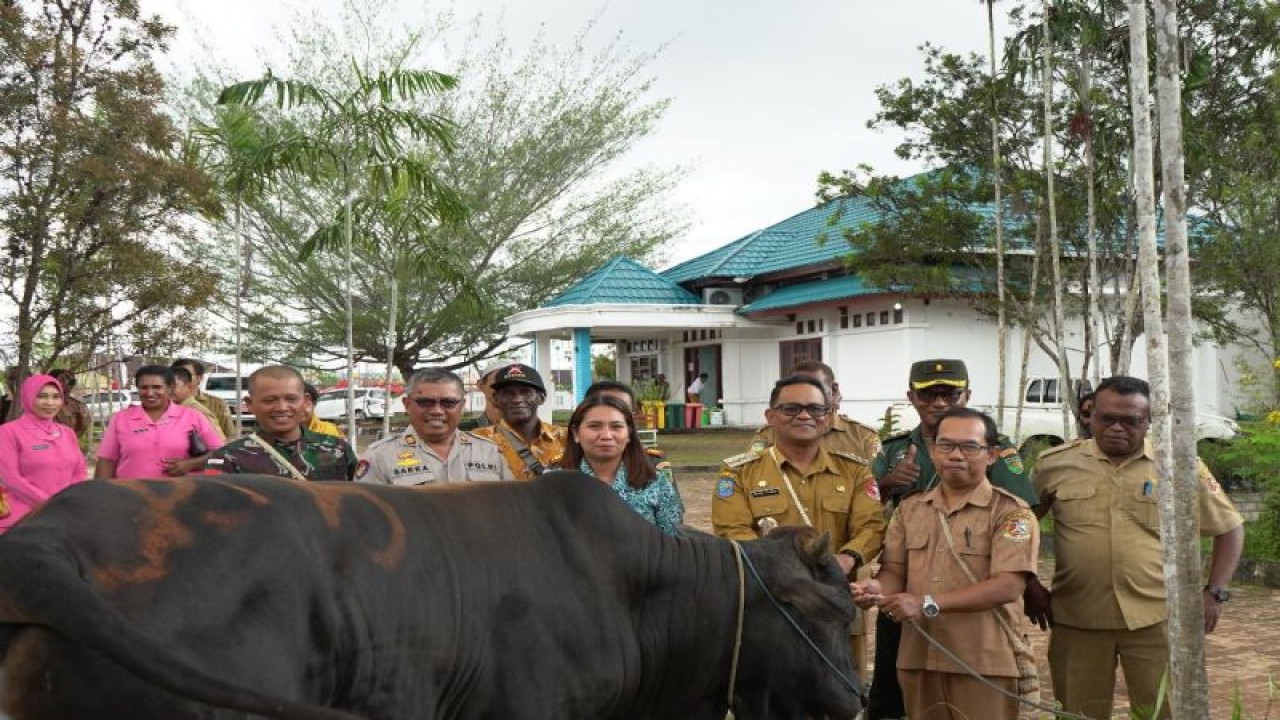 Penjabat Bupati Mappi Michael Gomar (kedua kanan) menyerahkan sapi kurban kepada PHBI, Selasa (20/6/2023). (ANTARA/HO-Humas Pemkab Mappi)