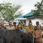 Pemkab serahkan tujuh sapi kurban kepada PHBI Mappi-1687332256