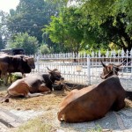 Pemkot Mataram setop pemasukan ternak dari luar waspadai virus Oz-1687857983